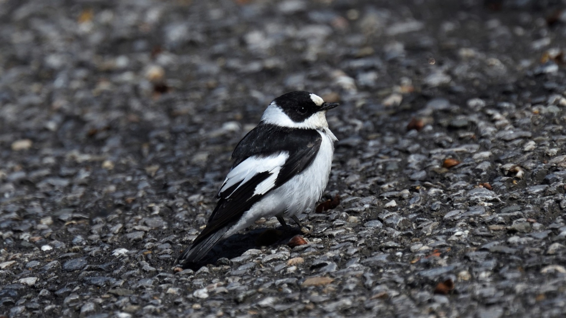 Collared Flycatcher